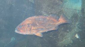 SeaLife Center13