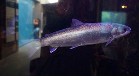 SeaLife Center14