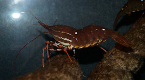 SeaLife Center2