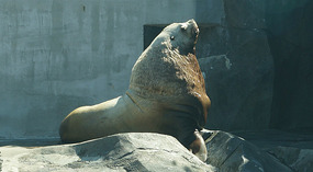 SeaLife Center4