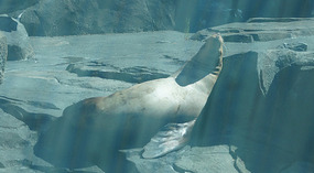 SeaLife Center5