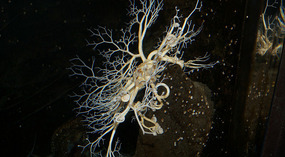 SeaLife Center6