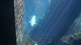 SeaLife Center8