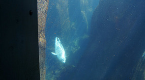 SeaLife Center9