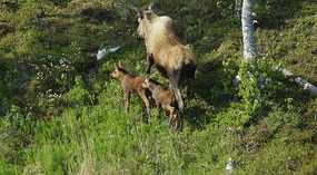 Elch mit Kindern7