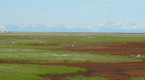 Wildlife1