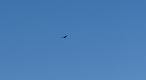 Adler1