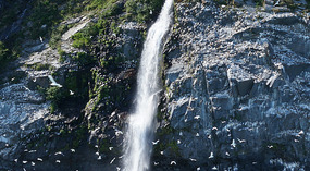 Dickschnabellummen1
