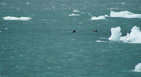 Seeotter1