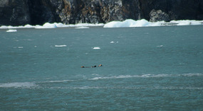 Seeotter2