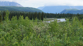 Denali NP1