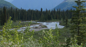 Denali NP2