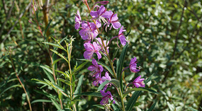 Yukon10