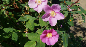 Yukon13