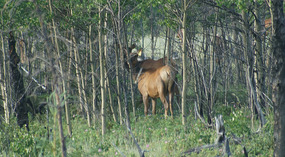 Karibu1
