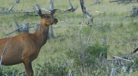 Karibu2