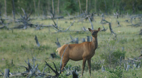 Karibu3