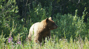 Braunbär1