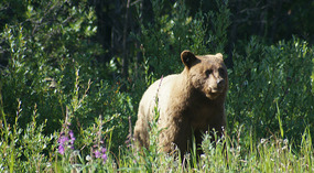 Braunbär2