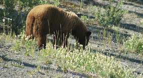 Braunbär3