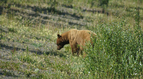 Braunbär4