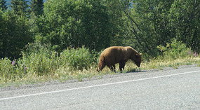 Braunbär5