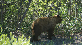 Braunbär7