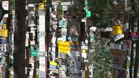 Video Sign Post Forest