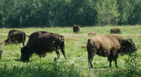 Elk Island National Park1