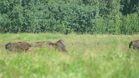 Video Elk Island National Park2