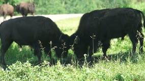 Video Elk Island National Park1