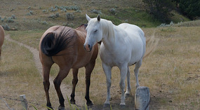 Berge in Montana10