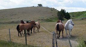 Berge in Montana9
