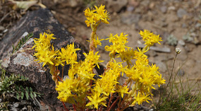 Yelowstone114