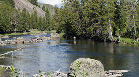 Yelowstone143