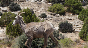 Bighorn10
