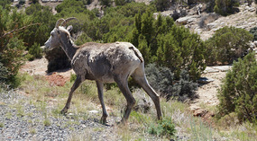 Bighorn8