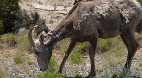 Bighorn9