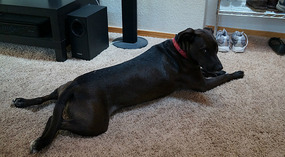 Hund