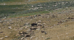 Antilope Island11