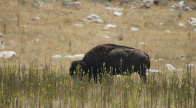 Antilope Island14