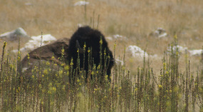 Antilope Island15