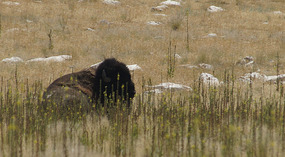 Antilope Island16