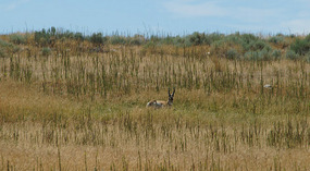 Antilope Island17