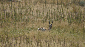 Antilope Island18
