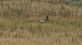 Antilope Island19