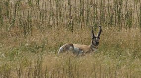Antilope Island20
