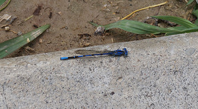 blaue Libelle2