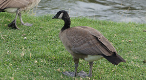 Gänse1