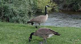 Gänse2